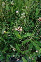 Persicaria thunbergii