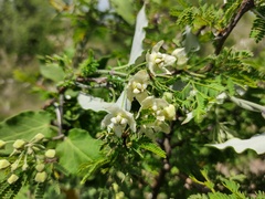 Funastrum pannosum