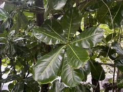 Barringtonia asiatica