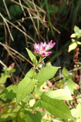 Persicaria thunbergii