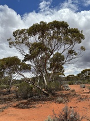 Eucalyptus griffithsii