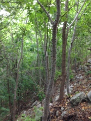 Cnidoscolus megacanthus