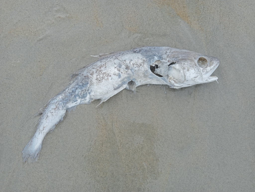 Red cod from Lawyers Head, Dunedin, New Zealand on November 9, 2022 at ...