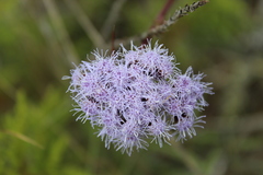 Ageratum corymbosum