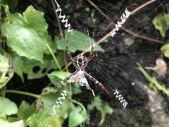 Argiope versicolor