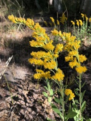 Solidago elongata