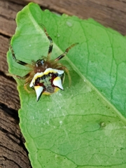 Poecilopachys australasia