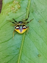 Poecilopachys australasia