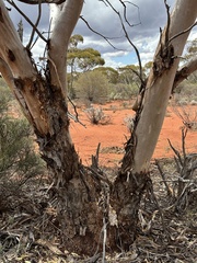 Eucalyptus griffithsii