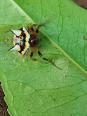 Poecilopachys australasia