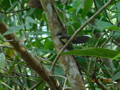 Rhipidura javanica