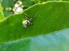 Poecilopachys australasia