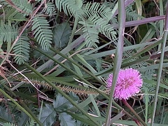 Mimosa nuttallii