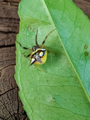 Poecilopachys australasia