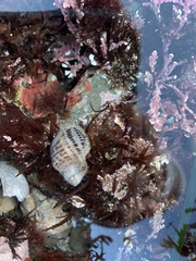 Acanthinucella