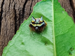 Poecilopachys australasia