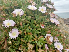 Disphyma australe australe