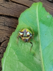 Poecilopachys australasia