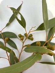 Eucalyptus griffithsii