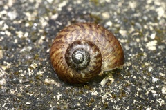Cyclophorus punctatus