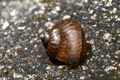 Cyclophorus punctatus