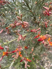Jacksonia furcellata