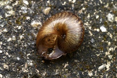 Cyclophorus punctatus