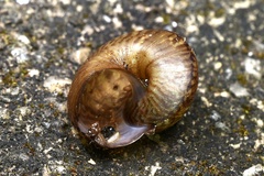 Cyclophorus punctatus
