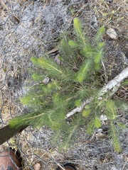 Adenanthos sericeus