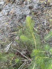 Adenanthos sericeus