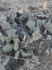 Opuntia polyacantha juniperina