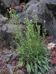 Erigeron acris