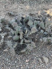Opuntia polyacantha juniperina