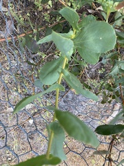 Hakea prostrata