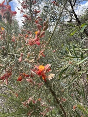 Jacksonia furcellata