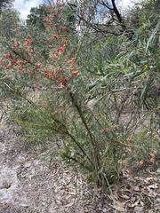 Jacksonia furcellata