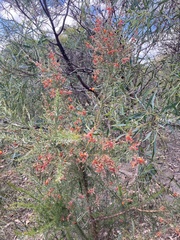 Jacksonia furcellata