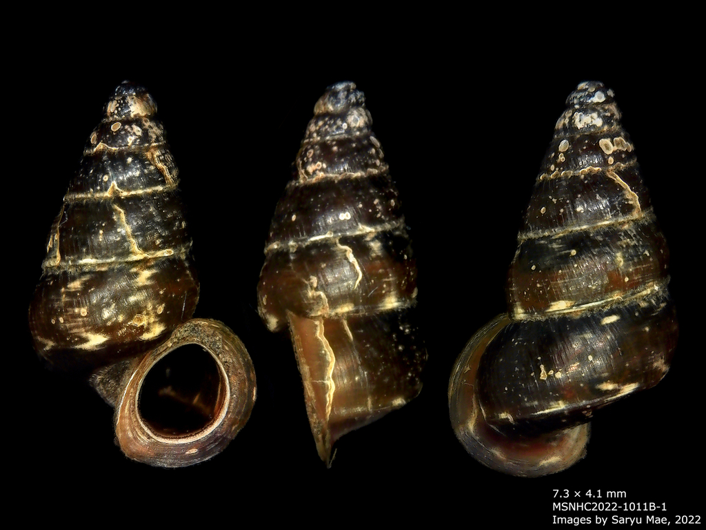Liarea ornata