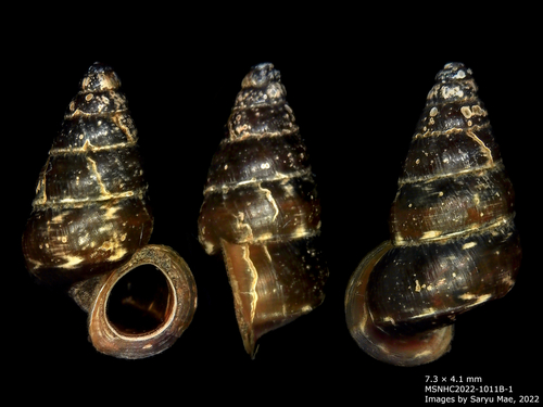Liarea ornata