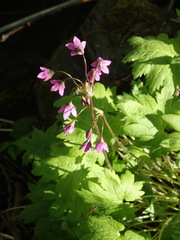 Primula matthioli