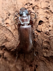 Pseudozaena