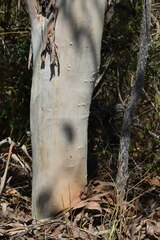 Eucalyptus platyphylla