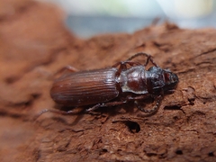 Pseudozaena