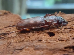 Pseudozaena