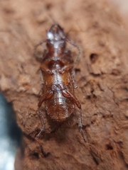 Pseudozaena