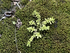 Pilea microphylla