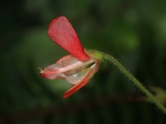 Hylodesmum repandum