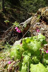 Primula matthioli