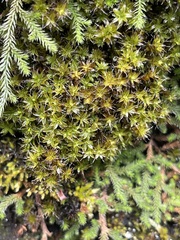 Syntrichia