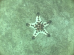 Protoreaster nodosus